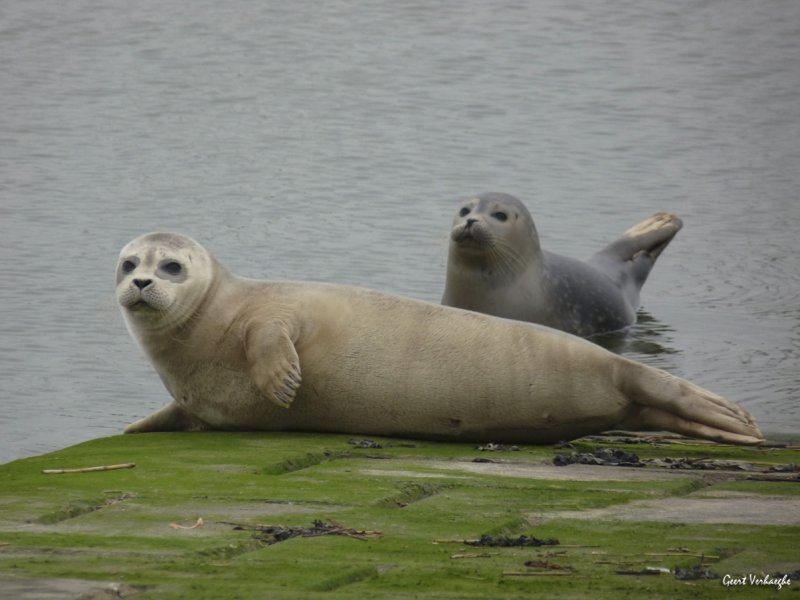 Nieuwpoort zeehondjes spotten in de havengeul