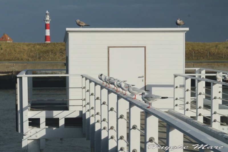 Wandelen langsheen de havengeul Nieuwpoort